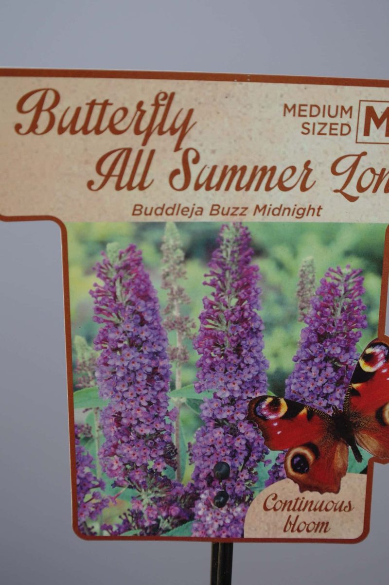 Buddleja ‘Buzz Midnight'  - vlinderstruik - Afbeelding 2