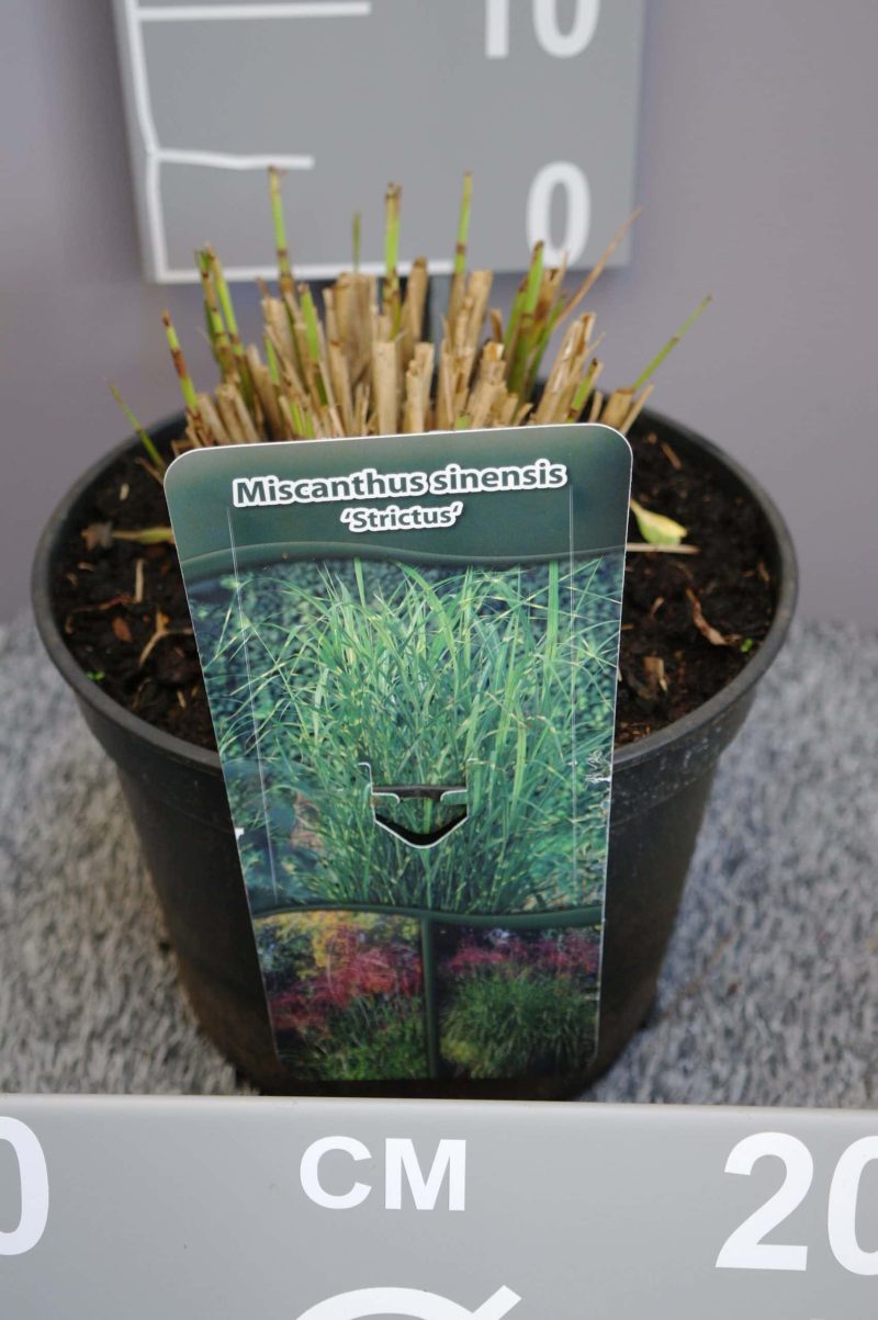 Miscanthus sinensis 'Strictus'