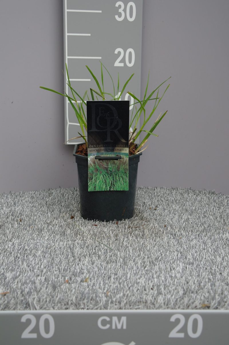 Miscanthus sinensis 'Malepartus'