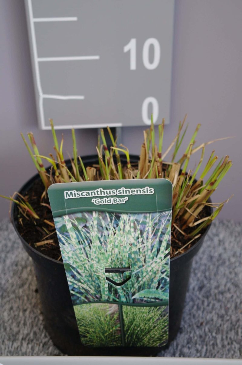 Miscanthus sinensis 'Gold Bar'