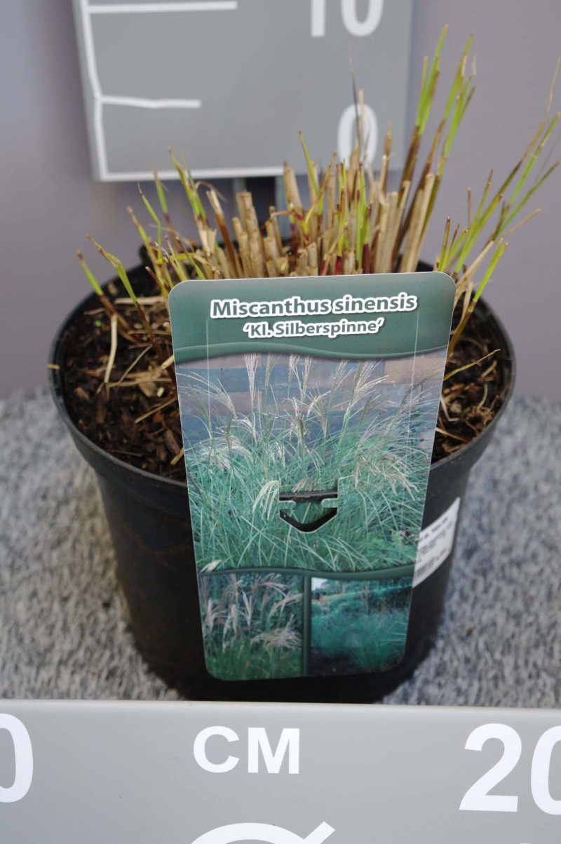 Miscanthus sinensis 'Kleine Silberspinne'