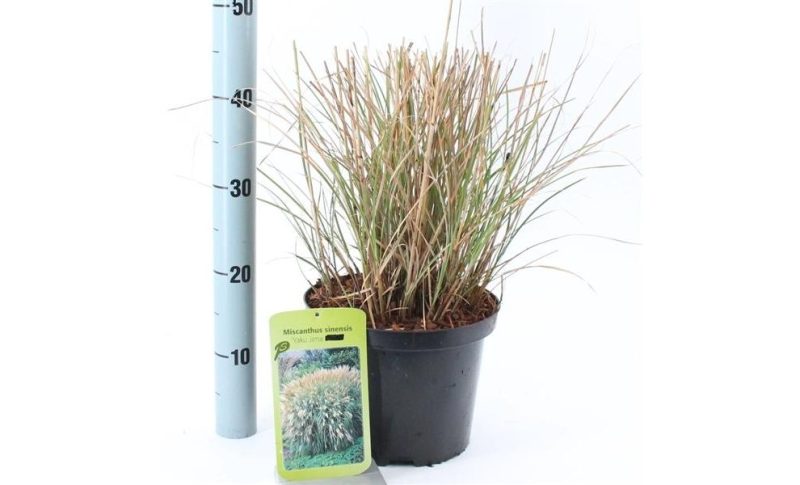 Miscanthus sinensis 'Yaku Jima'