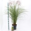 Miscanthus sinensis 'Red Cloud' - Prachtriet