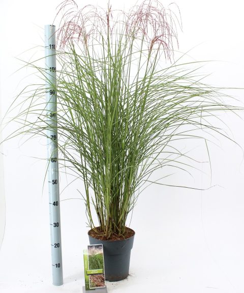 Miscanthus sinensis 'Pink Cloud' - Prachtriet