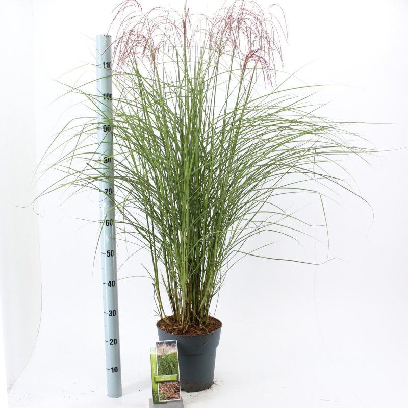 Miscanthus sinensis 'Red Cloud' - Prachtriet