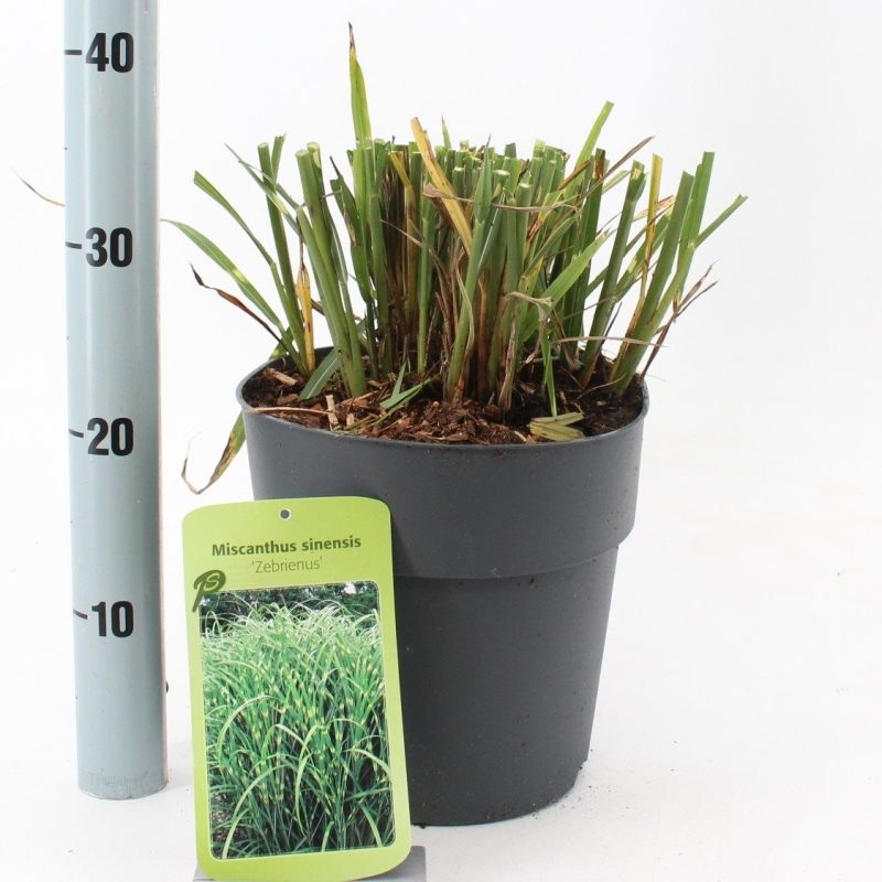 Miscanthus sinensis ‘Zebrinus’ - Afbeelding 2