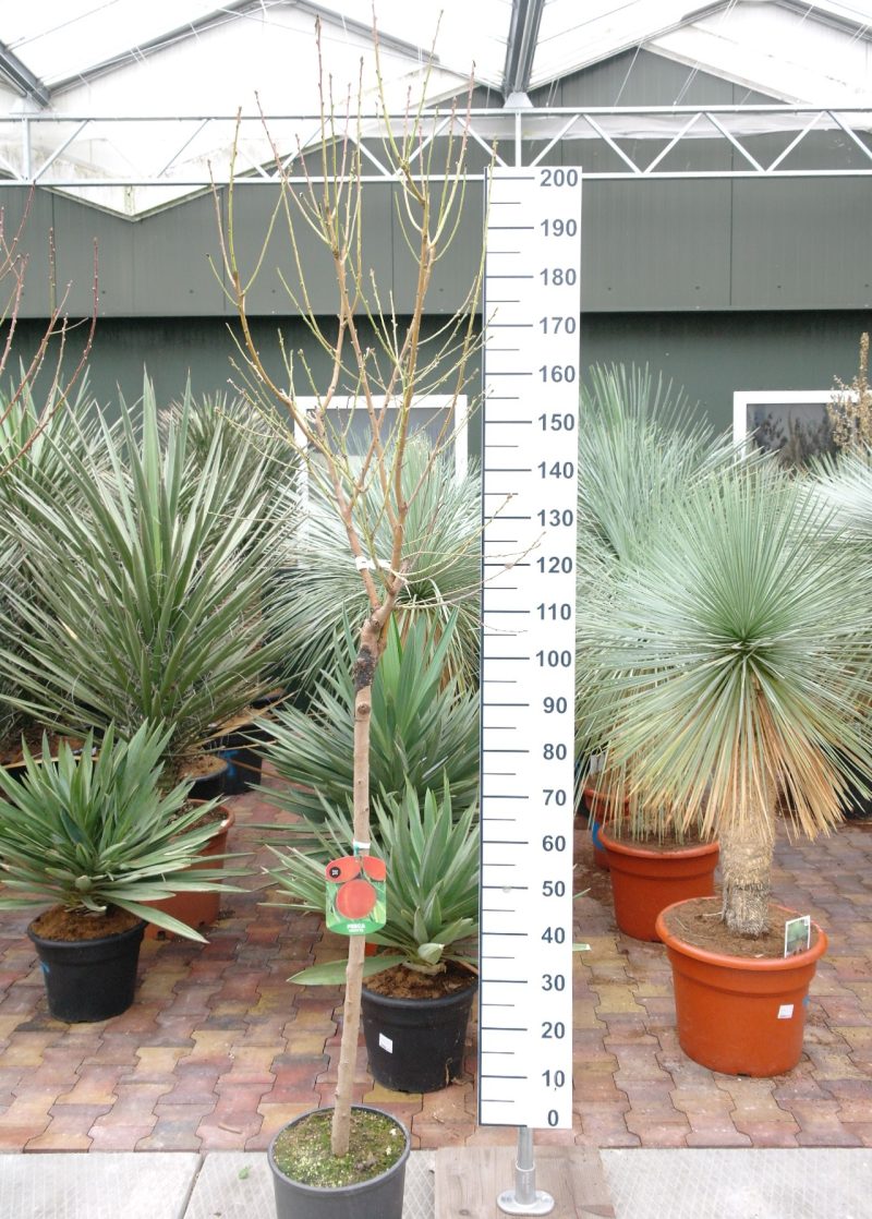 Prunus Persica Fayette - perzik - Afbeelding 2