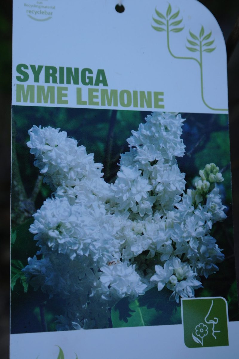 Syringa vulgaris Hybride 'Mme Lemoine' - Sering - Afbeelding 2