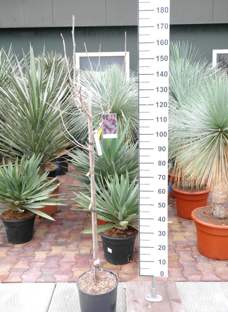 Morus 'Giant Fruit'- witte Moerbei