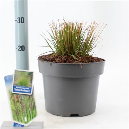 Molinia caerulea ´Edith Dudszus´ - Afbeelding 2