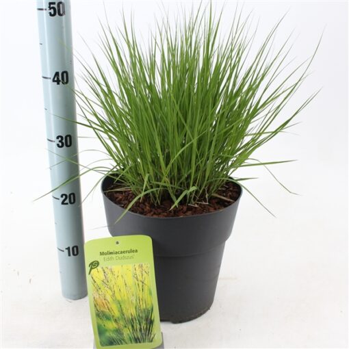 Molinia caerulea ´Edith Dudszus´