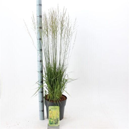 Molinia caerulea ´Edith Dudszus´ - Afbeelding 3