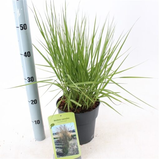 Molinia Caerulea 'Heidebraut'