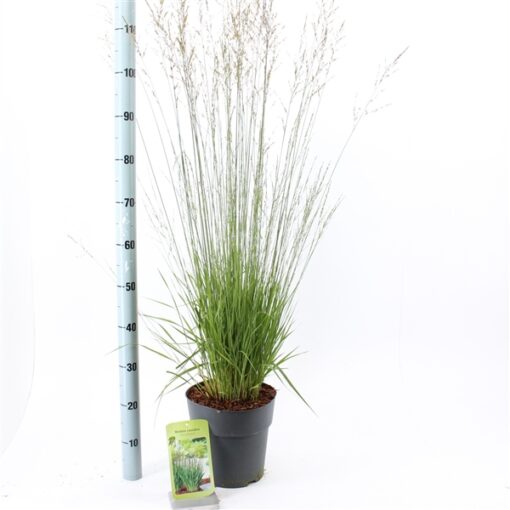 Molinia caerulea 'Moorflamme' - Afbeelding 2