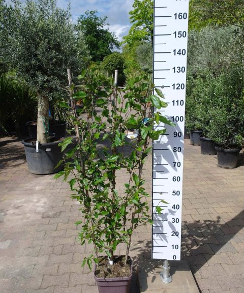 Morus Rotundiloba 'Mojo Berry' op rek