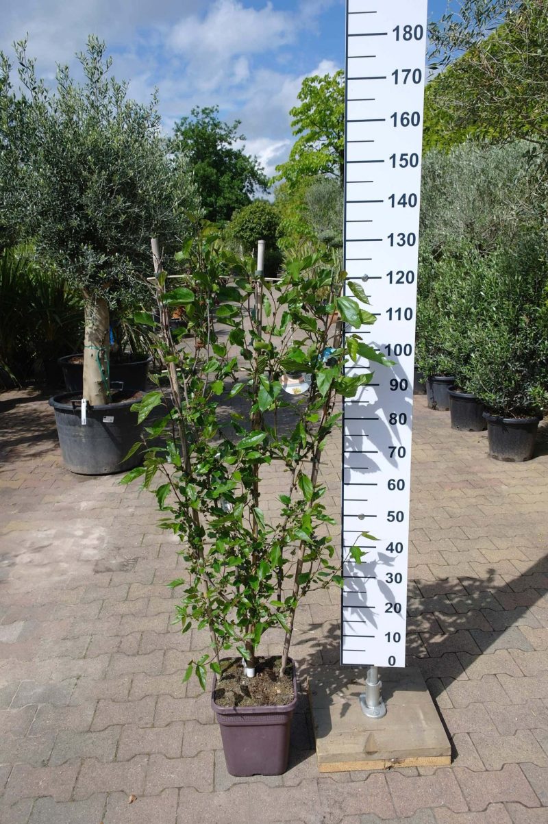 Morus Rotundiloba 'Mojo Berry' op rek