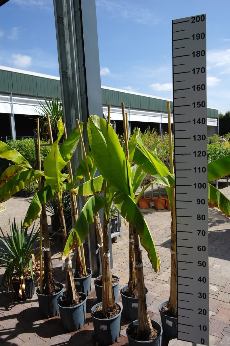 Musa Basjoo - Bananenplant