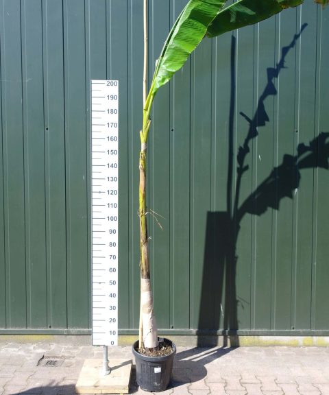 Bananenplanten