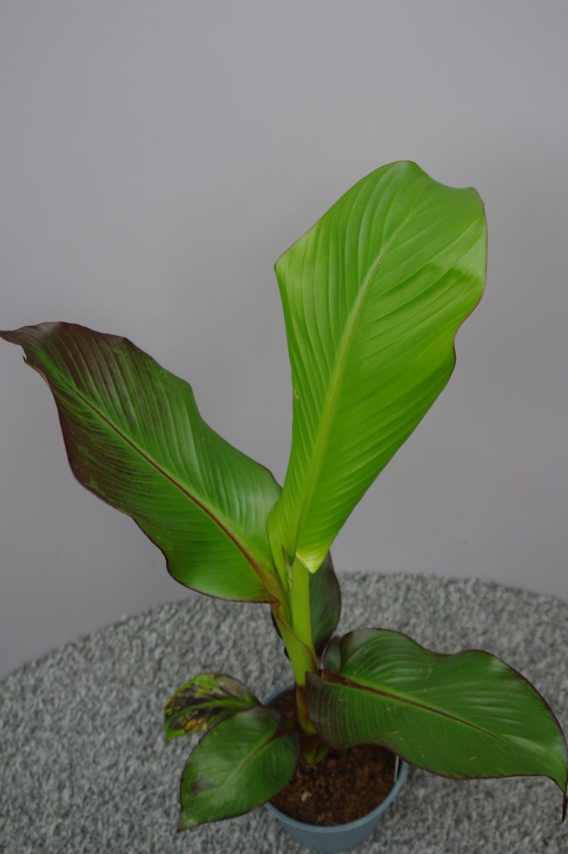 Musa Ensete maurelii - ethiopische banaan - Afbeelding 2