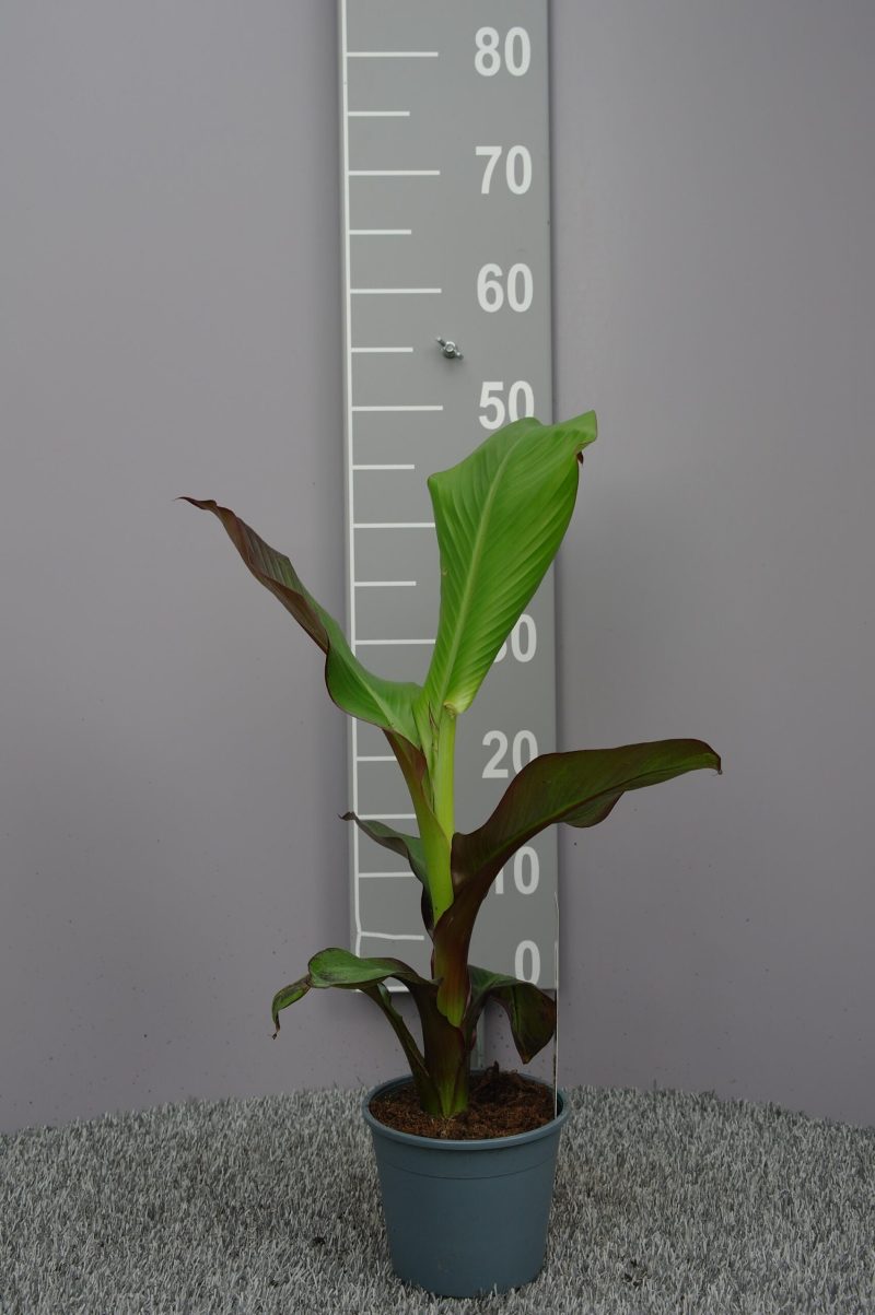 Musa Ensete maurelii - ethiopische banaan