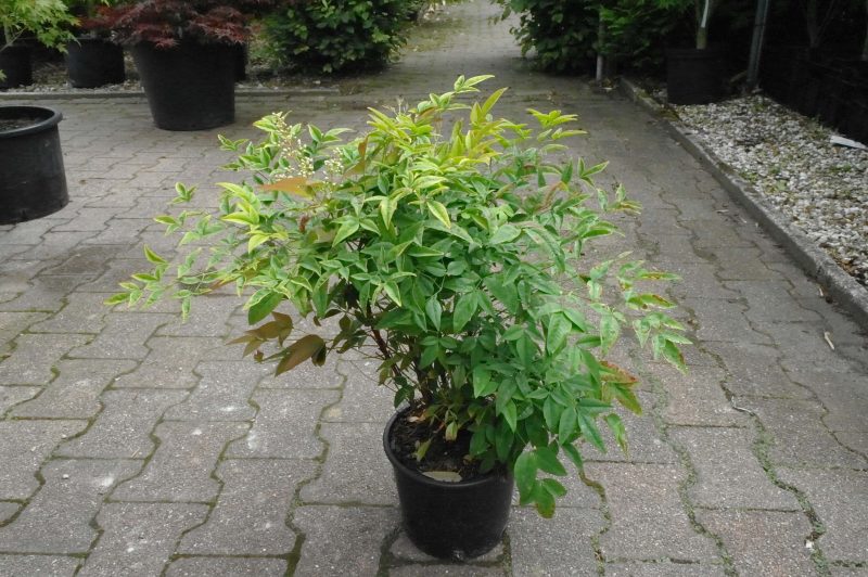 Nandina Domestica - Afbeelding 2