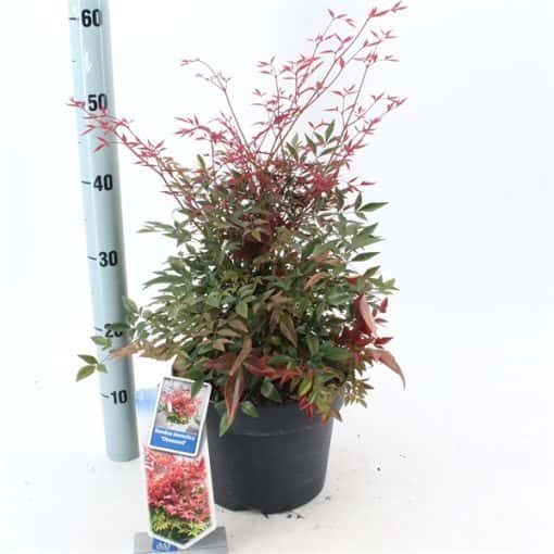 Nandina Domestica Obsessed ('Seika'PBR) - Afbeelding 3