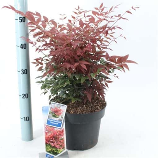 Nandina Domestica Obsessed ('Seika'PBR) - Afbeelding 2