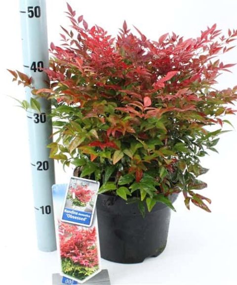 Nandina Domestica Obsessed ('Seika'PBR)