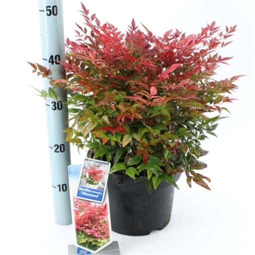 Nandina Domestica Obsessed ('Seika'PBR)
