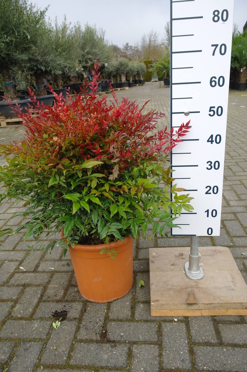Nandina Domestica Obsessed zwaar - Afbeelding 2