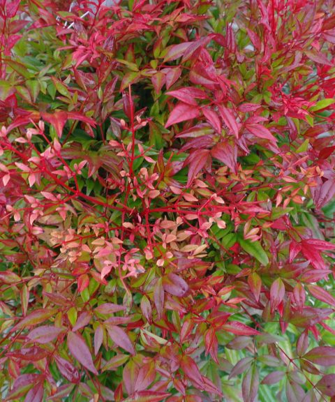 Nandina Domestica Obsessed
