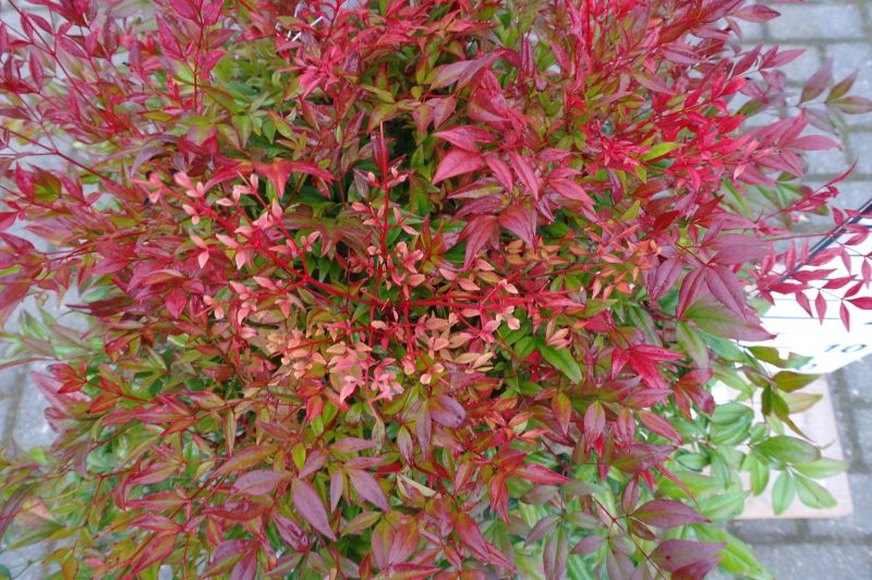 Nandina Domestica Obsessed zwaar - Afbeelding 3