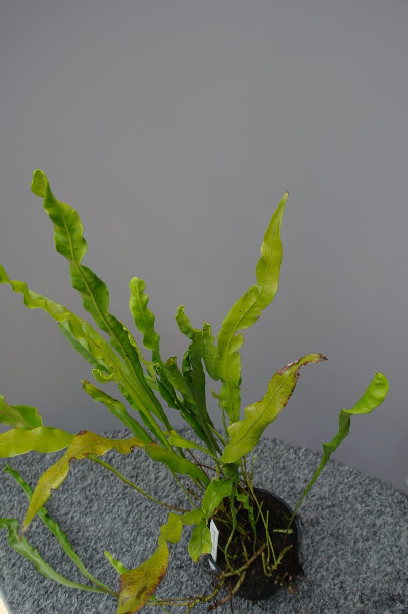 Neolepisorus Lancifolius - Afbeelding 2