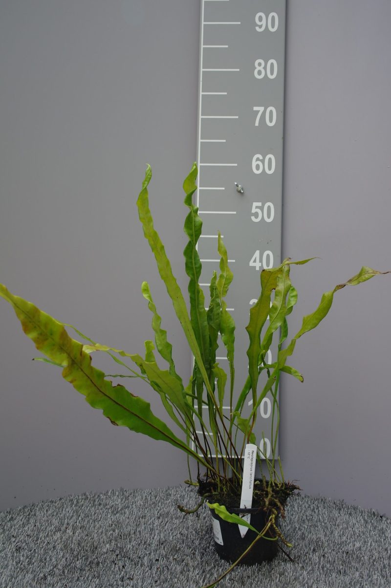 Neolepisorus Lancifolius