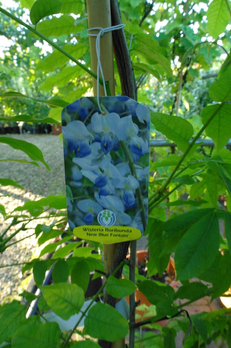 Wisteria 'Blue Fontaine'