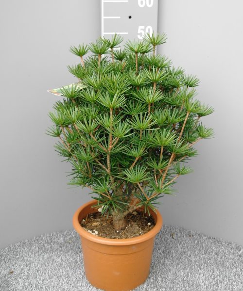 Sciadopitys Verticillata 'Globasa Nana' - Kransspar