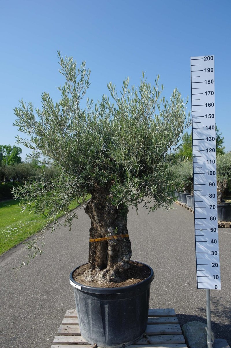 Olijfboom Olea Europea rechte stam 100-125 cm