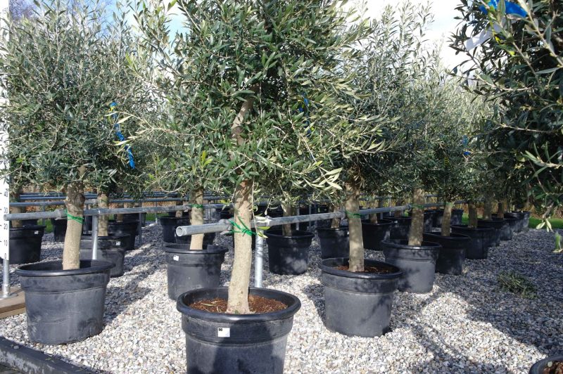 Olijfboom - Olea Europaea Florida