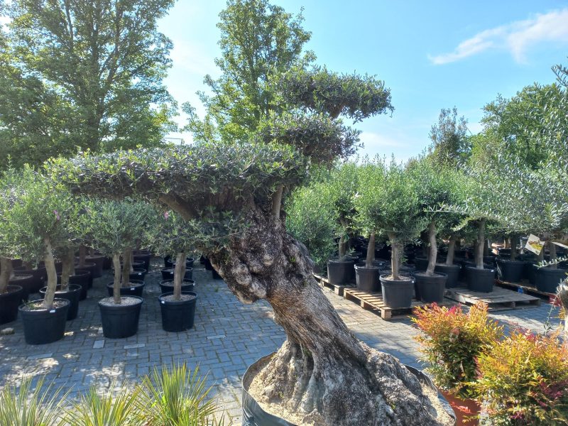 Olijfboom Olea Lechine Bajo Ponpon - Afbeelding 2