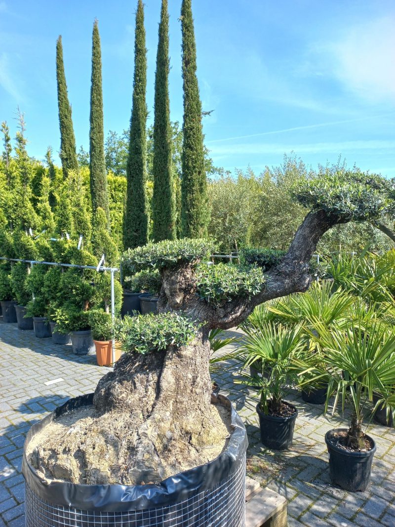 Olijfboom Olea Lechine Bajo - Afbeelding 2