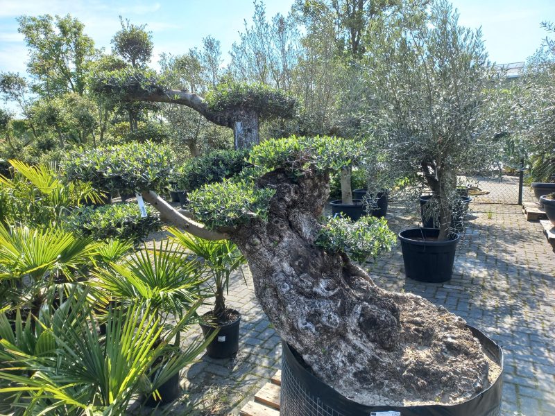 Olijfboom Olea Lechine Bajo