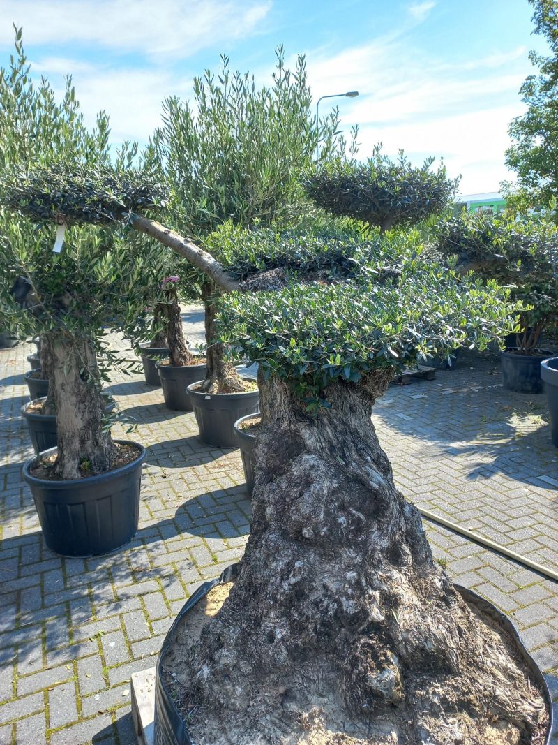 Olijfboom Olea Lechine Bajo Ponpon - Afbeelding 2