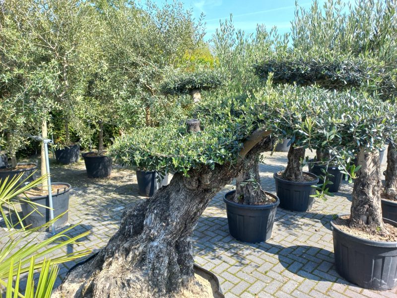 Olijfboom Olea Lechine Bajo Ponpon