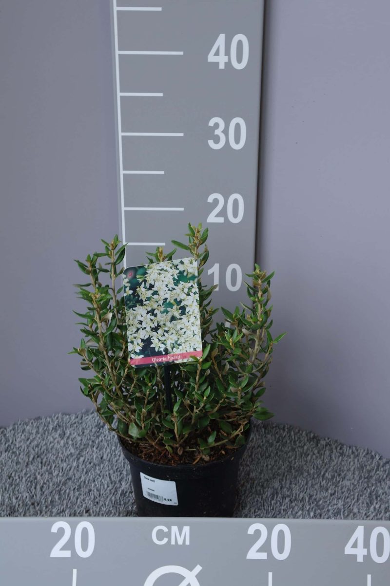 Olearia Haastii - Afbeelding 2