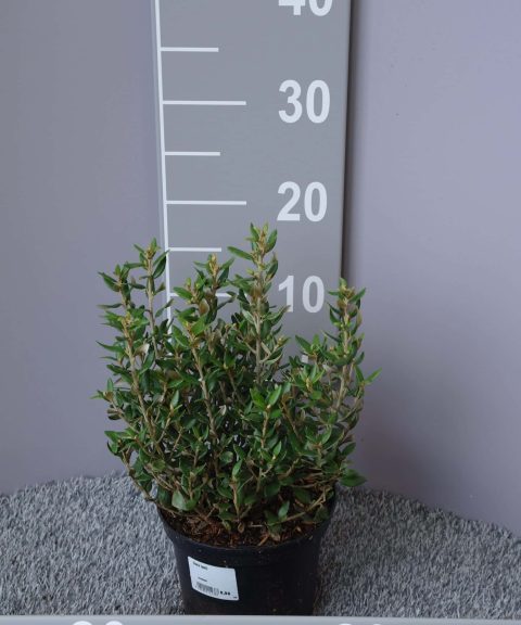 Olearia Haastii