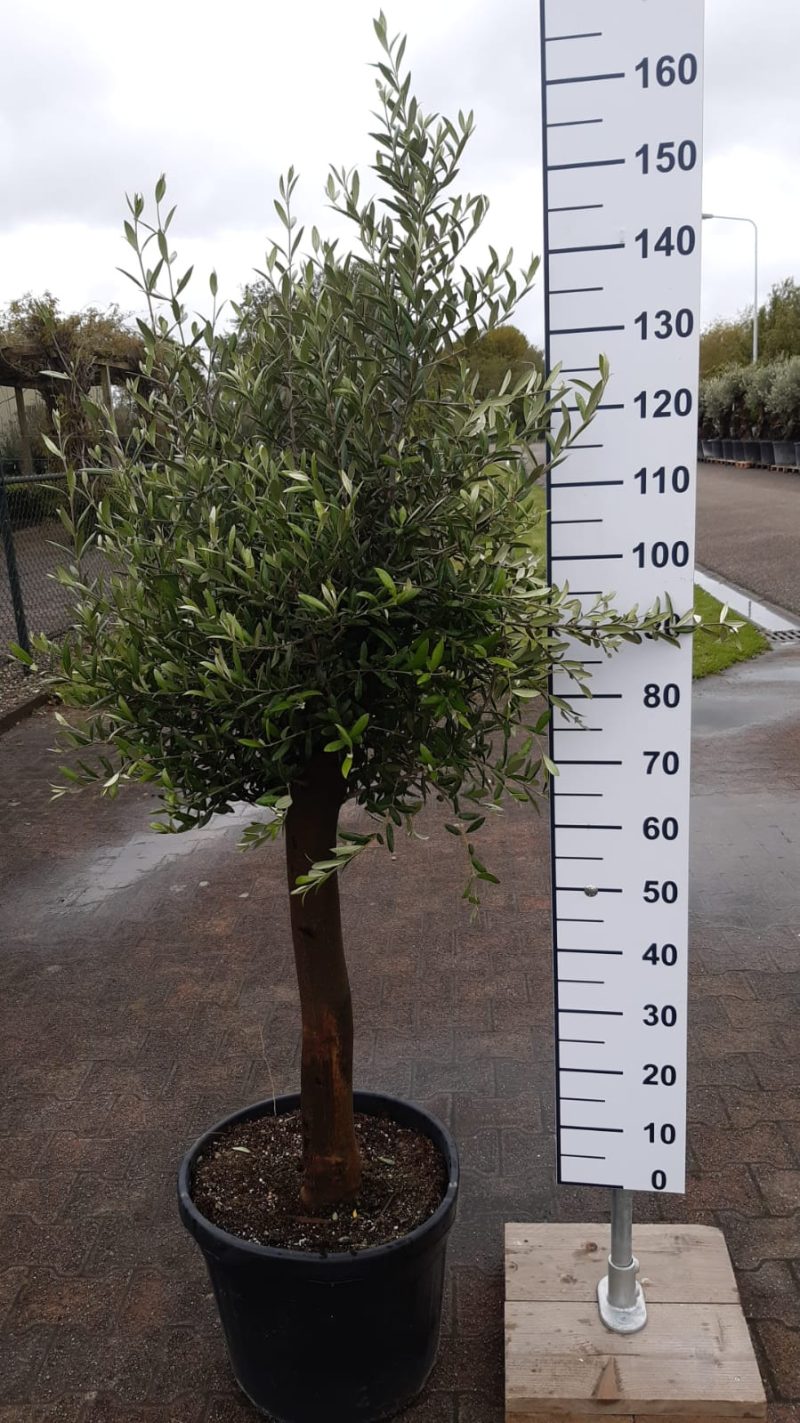 Whiskyvat met olijfboom - Afbeelding 3