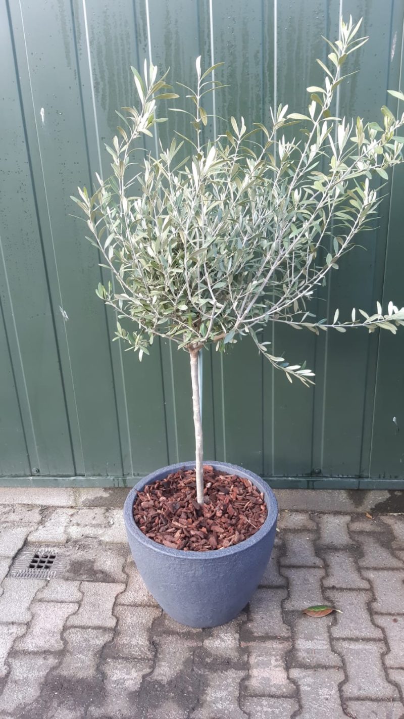 Olijfboom in pot Olea Europaea Florida in sierpot