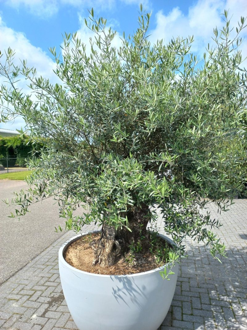 Olijfboom Olea Europea in sierpot