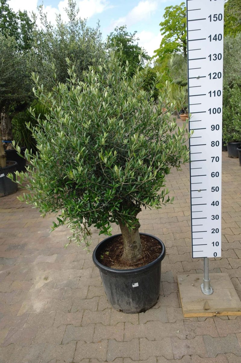 Olijfboom old skin in pot - Afbeelding 2