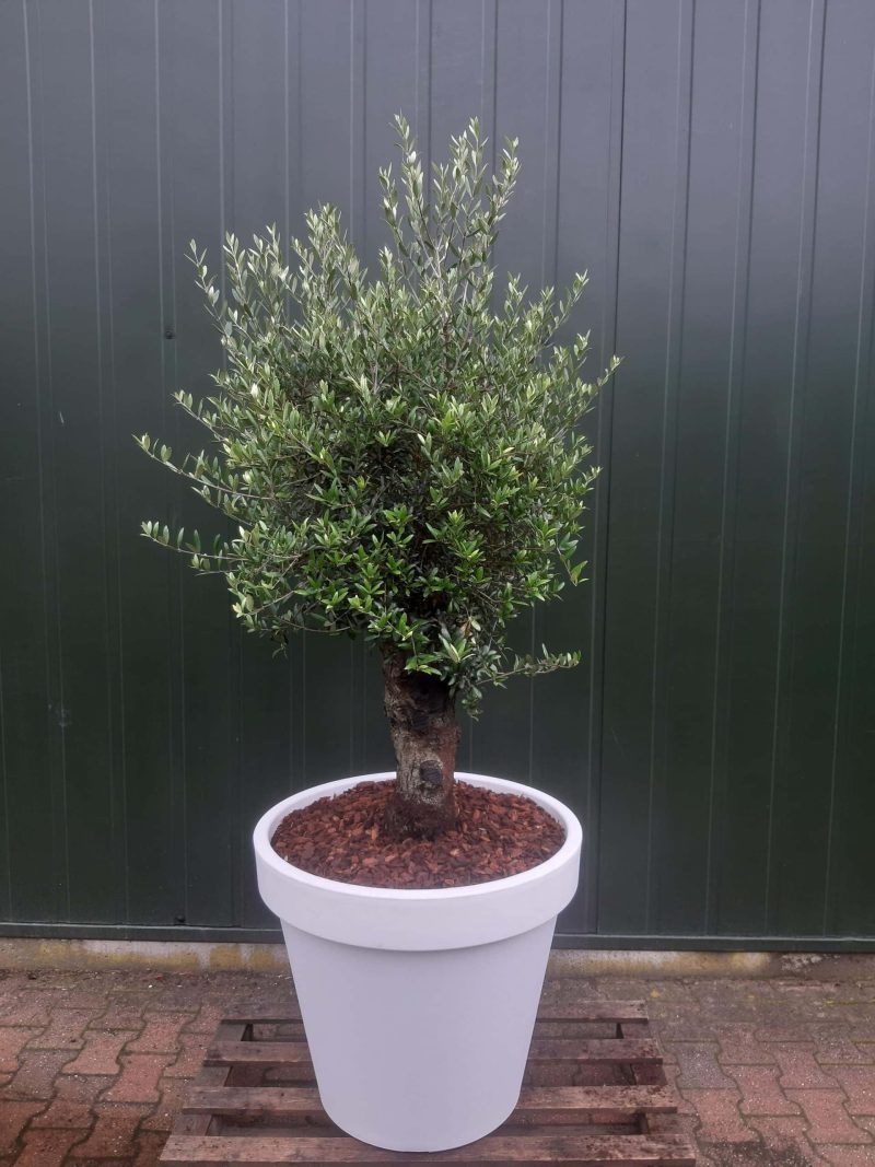 Olijfboom old skin in pot